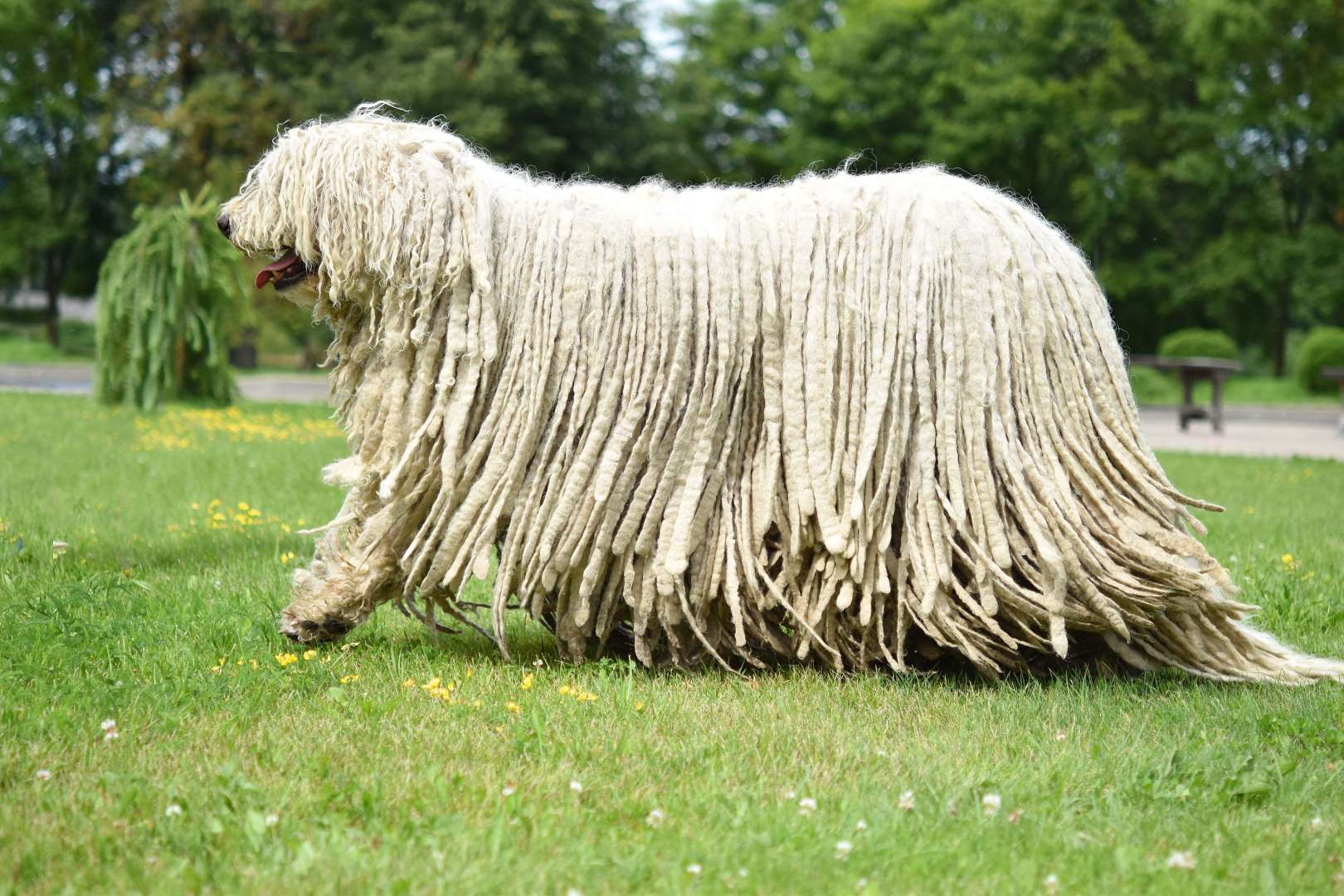 ���ɶ�Ȯ��Komondor��.jpg