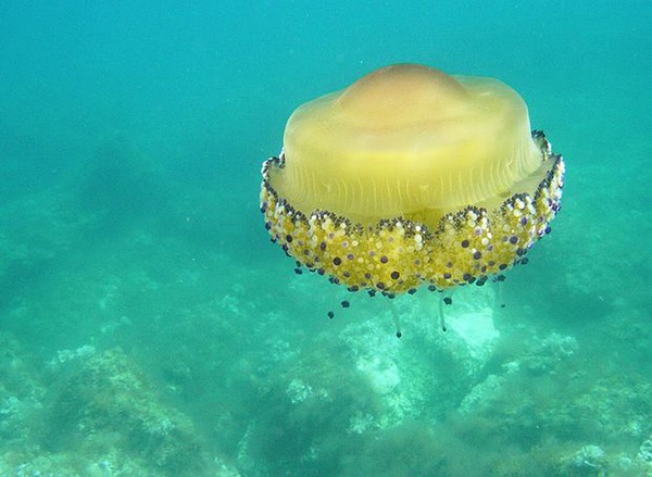 ˮĸ����ֵĄ���